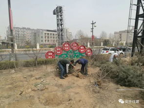  公路两边绿化的树木品种，公路两边绿化的树木品种有，香樟树、桂花树、银杏树、梧桐树、槐树、樱花树、枫树、松树、柏树等。--第1张