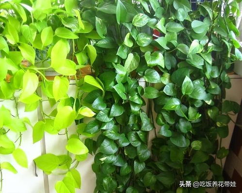 最耐阴耐寒的十大漂亮植物--第1张
