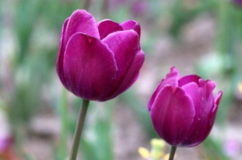  紫色郁金香花束，浪漫与神秘的交织--第1张