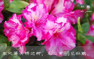  遂宁市花，绚丽多彩的市花故事--第1张