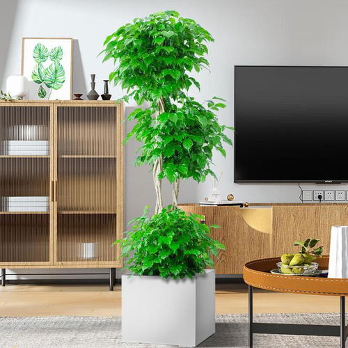  室内绿植排名前十名--第1张