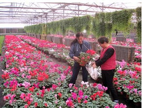  北京鲜花批发市场价格，北京鲜花批发市场花价，今日鲜花价格表--第1张