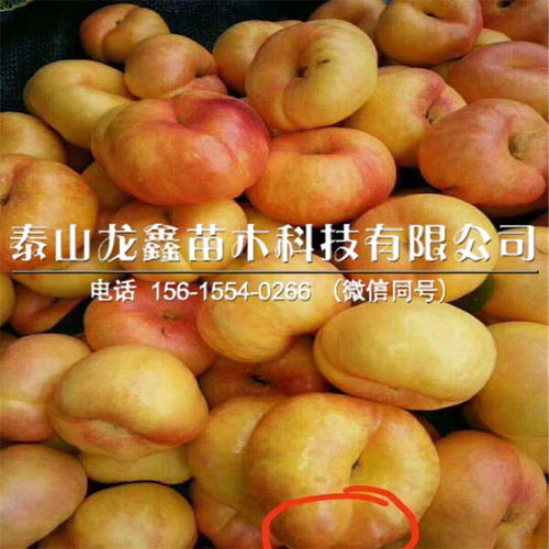  苗木价格信息网官网，掌握市场动态，轻松选购优质苗木，苗木价格信息网，轻松选购优质苗木，掌握市场动态--第1张