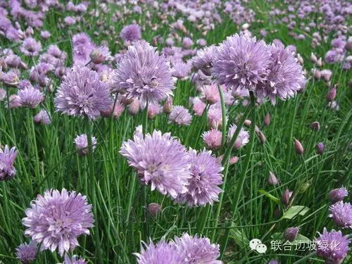  绿化花卉品种大全，绿化花卉品种大全，精选花卉品种指南--第1张