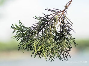 柏树叶的作用与功效，柏树叶的养生功效，柏树叶泡水喝的功效--第1张