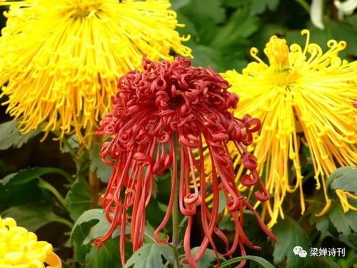  代表隐忍克制的爱的花，隐忍克制的爱的花，百合花--第1张