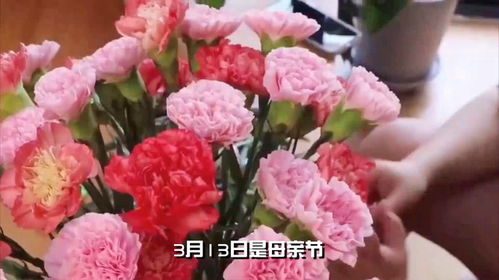  送母亲什么花，送母亲康乃馨--第1张