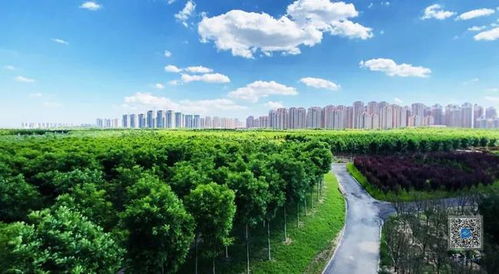  重庆苗木基地，绿色生态的守护者和城市绿肺的缔造者--第1张