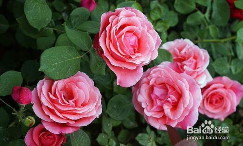  月季花叶子发黄枯萎是怎么回事--第1张