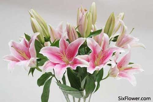  百合花的花语寓意和象征
