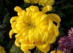  日本国花为什么是菊花，日本国花之菊花，文化与传统的象征--第1张