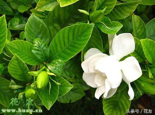  栀子花花语