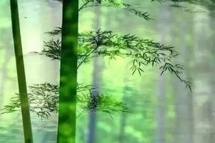  罗汉竹盆景图片，自然之美与艺术之韵的完美结合--第1张