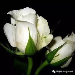 白玫瑰花图片大全大图，美丽与纯洁的象征--第1张