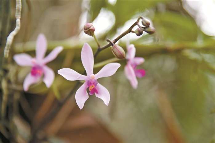  国家一级保护植物兰花，珍稀之美的象征--第1张