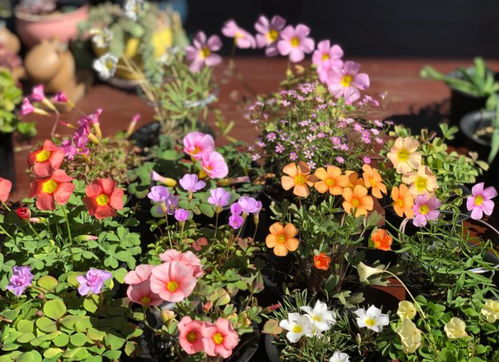  500种漂亮花朵大赏，500种漂亮花朵大赏，花卉摄影精选--第1张