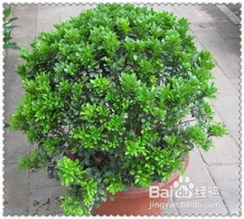  室内绿植图片大全及花名--第1张
