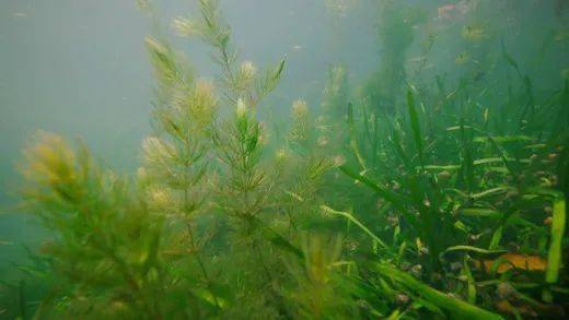  适合深水种植的沉水植物--第1张