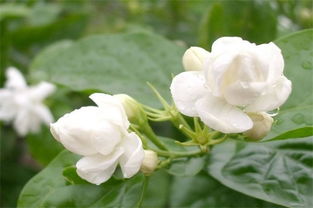  茉莉花怎么养才长得好--第1张