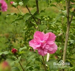  木槿花盆栽养殖方法--第1张