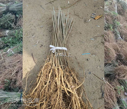  紫穗槐种植基地哪里？，紫穗槐种植基地，探索紫穗槐的美丽世界--第1张