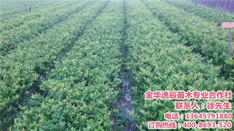  苗木价格哪里查询--第1张