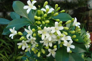  九里香花的养护技巧，打造美丽花园的秘诀--第1张
