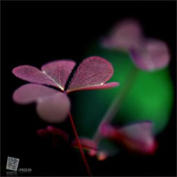  待宵草，花语中的神秘与希望--第1张