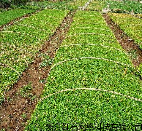  中国苗木网官网——名贵苗木的精选平台--第1张