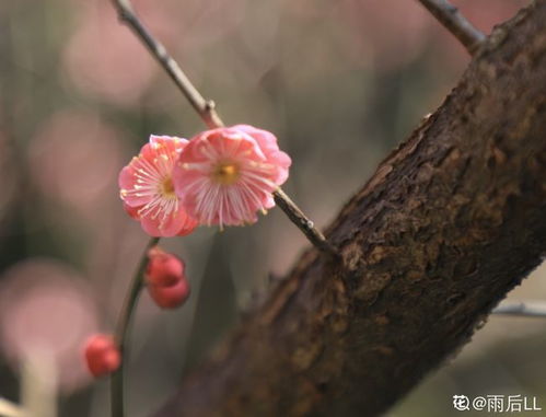  室内十大吉祥花--第1张