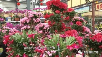  北京市花卉批发市场，花卉交易的繁华之地，北京市花卉批发市场，花卉交易的繁华之地，探寻花卉文化的魅力--第1张