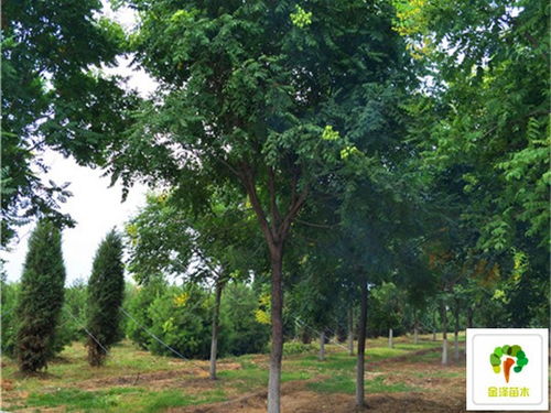  栾树价格，市场动态与影响因素分析，栾树市场价格波动及影响因素分析--第1张