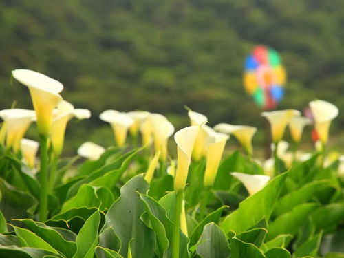  小众又浪漫的花——英文介绍--第1张