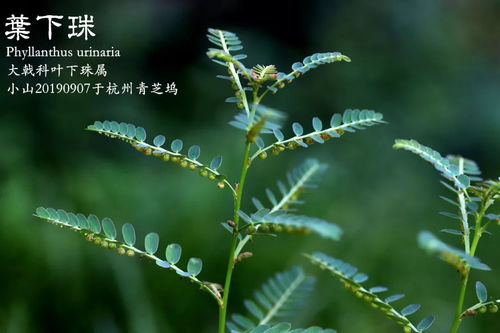  清香木——自然界的绿色宝藏--第1张