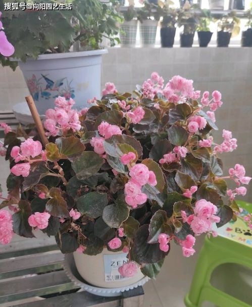  四季海棠花有毒吗，四季海棠花的毒性是否会影响人体健康。--第1张