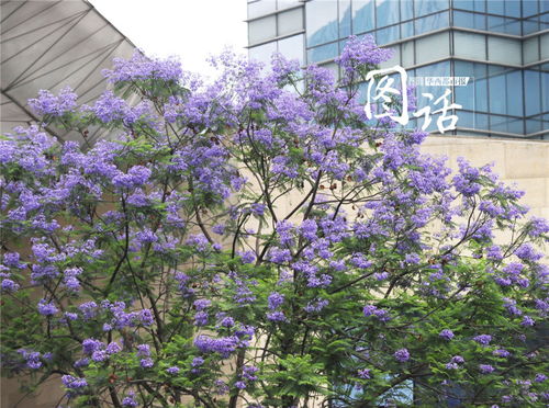  蓝花楹花期——浪漫的紫色花雨--第1张