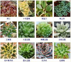  植物大全名字和图片--第1张