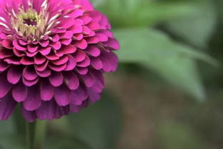  常见100种花卉图片--第1张