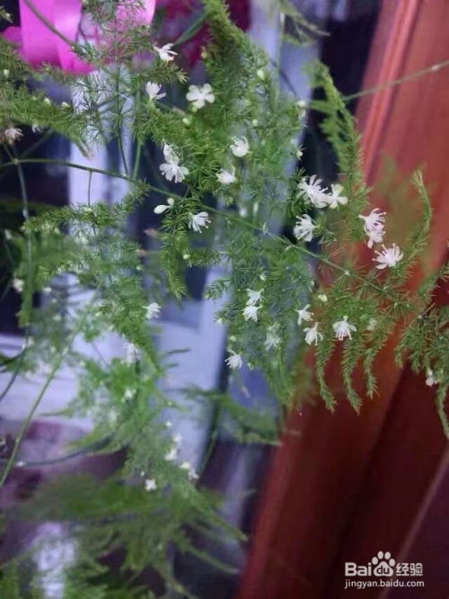  文竹开花有什么讲究吗--第1张
