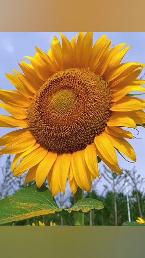  向日葵的花语，入目无他人，向日葵的花语，入目无他人--第1张