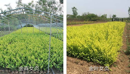 金叶女贞与金森女贞区别，金叶女贞与金森女贞的差异--第1张