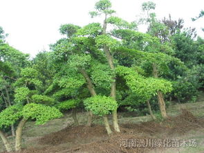  小叶女贞花图片，春天的美丽与温馨，小叶女贞花，春天的美丽与温馨之花语--第1张