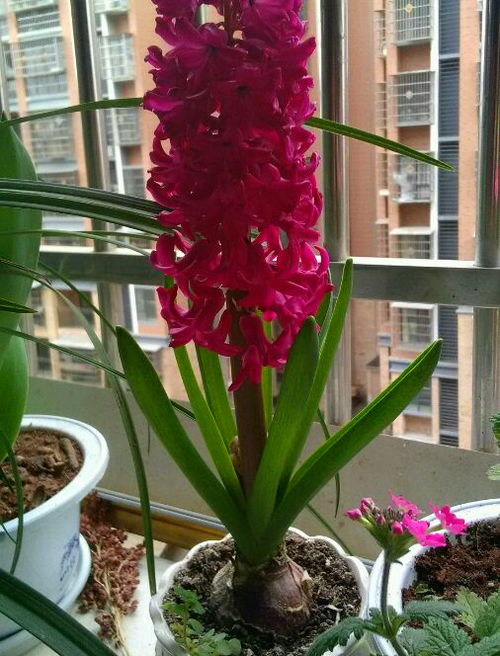  1000种花卉大全，精选花卉品种及养护技巧--第1张