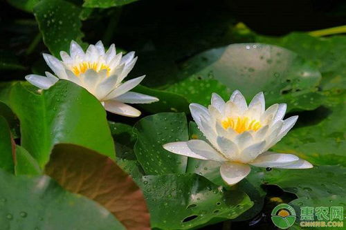  鲜花多少钱一朵，鲜花价格表--第1张