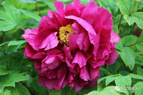  牡丹花是什么季节开的，牡丹花在春季盛开--第1张