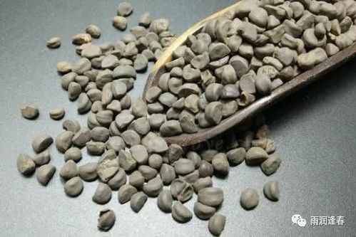  ，探秘郁李仁别名，揭开中药界的神秘面纱--第1张