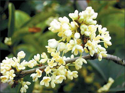  四季桂花树，四季桂花树养护技巧--第1张