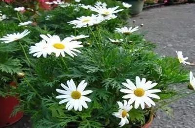  玛格丽特花期，玛格丽特花的花期为约4个月。--第1张