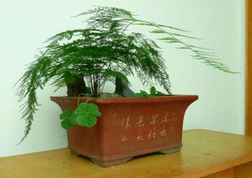  文竹的养殖方法和注意事项及禁忌--第1张