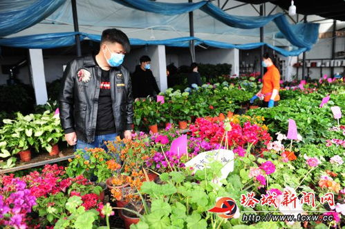  花卉市场，花卉市场的奥秘--第1张